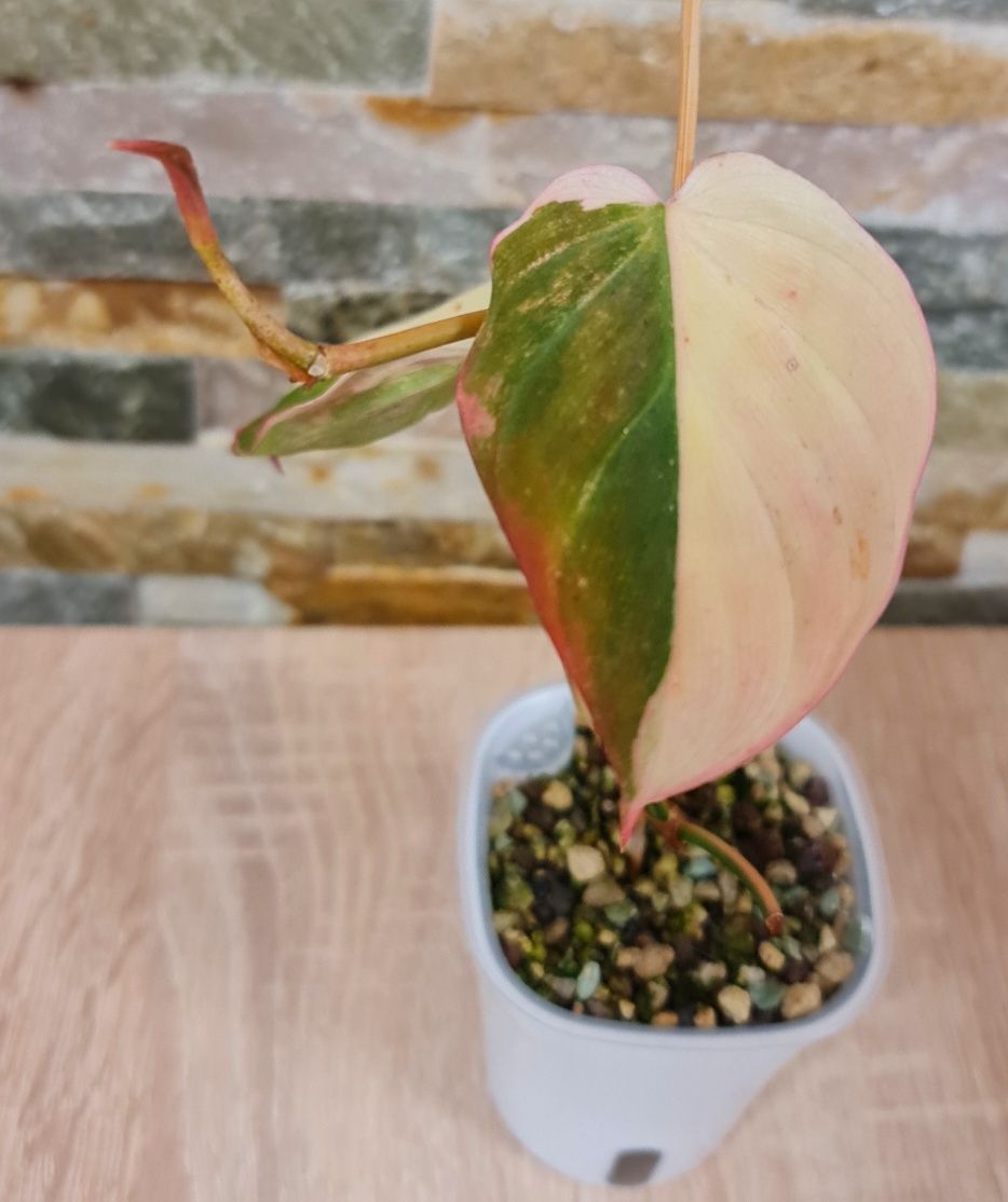 Philodendron Micans variegata