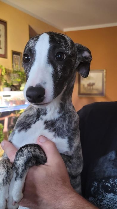 Whippet dziewczynka