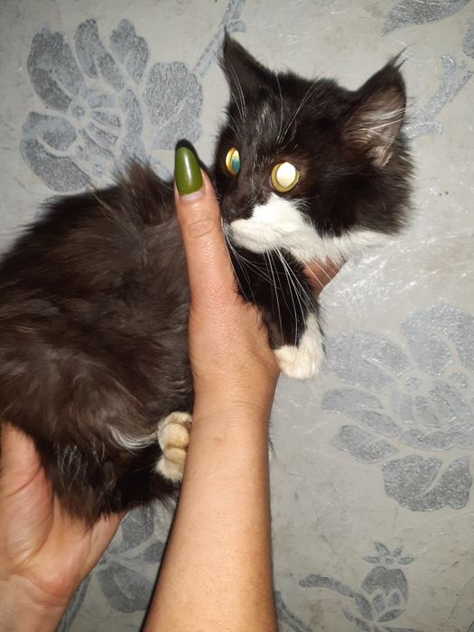 Стерилізована красуня в добрі руки