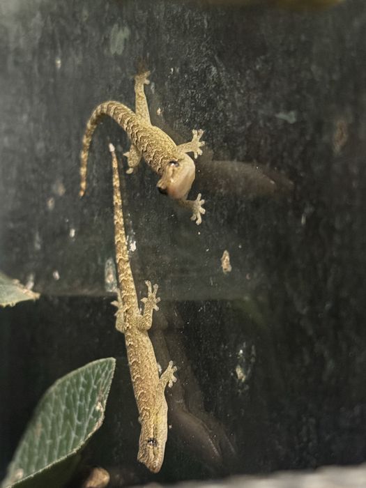 Gekon płaczący lepidodactyluc lugubris młode osobniki