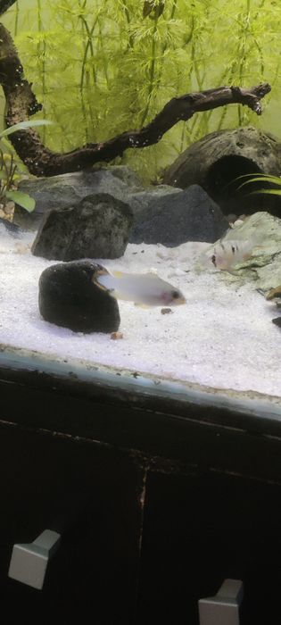 Apistogramma Panduro