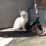 Котенок мальчики