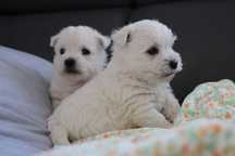 West Highland White Terrier szczeniaki ZKWP FCI