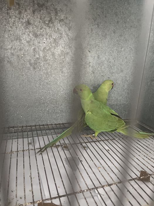 Macho ring neght de 2024