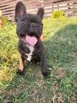Buldog francuski/ suczka