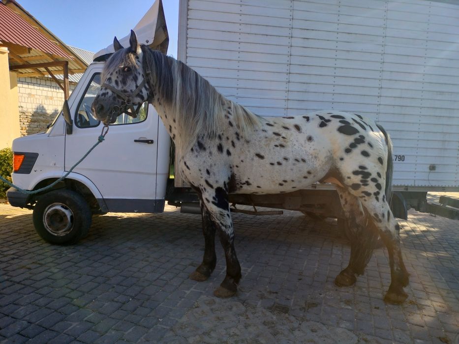 Ogier Tarant do sprzedania