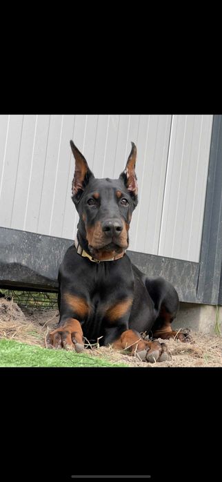 Doberman 7 miesięcy