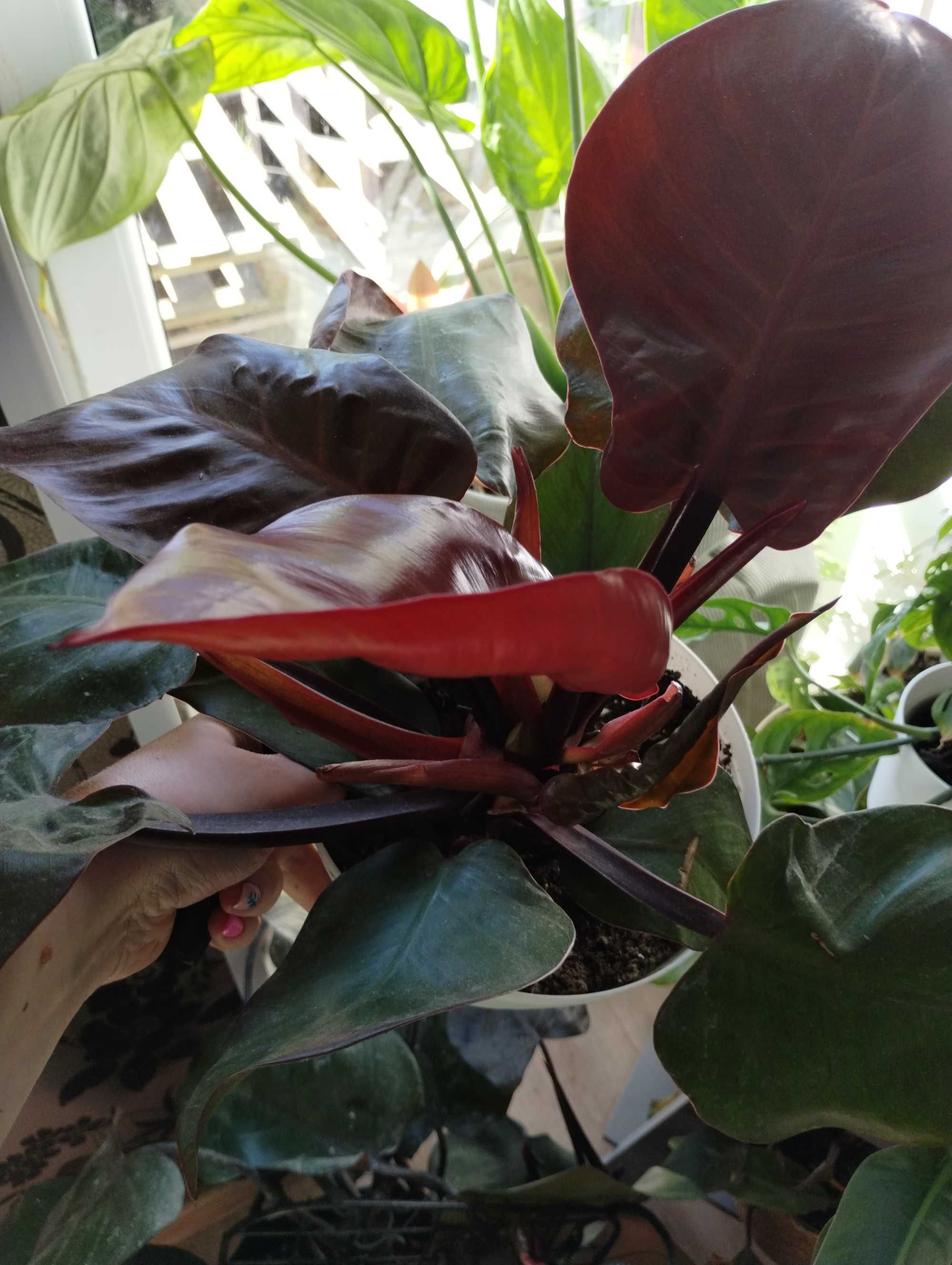 filodendron imperial red szczyt