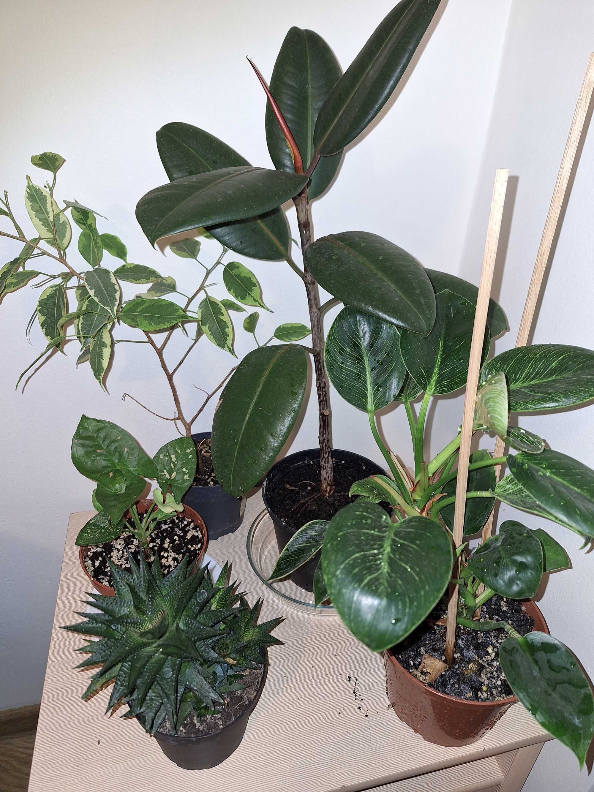 Syngonium, Fikus, Philodendron, kaktus- 5 roślin