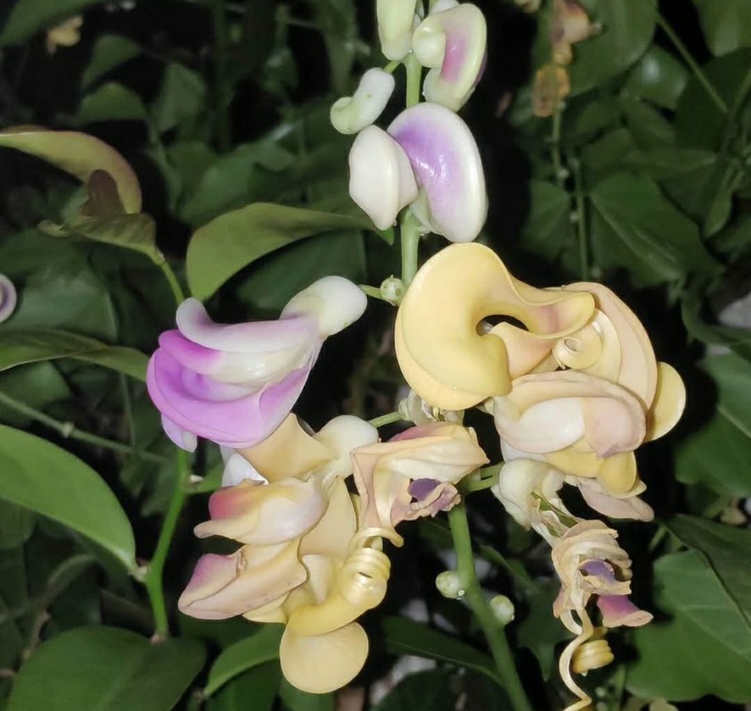 Planta já germinada de Vigna Caracala