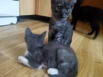 Котики в добрі руки