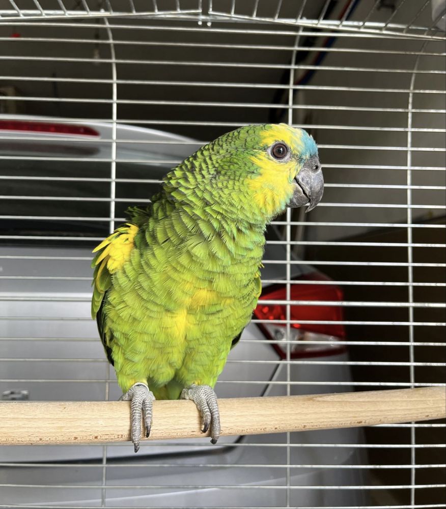 Papagaio Amazona Aestiva com 1 ano