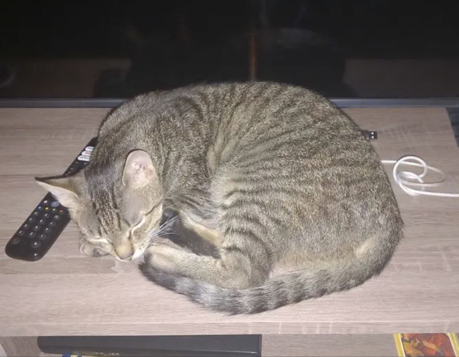 Wspaniałe kotki do adopcji - Fanta i Czester