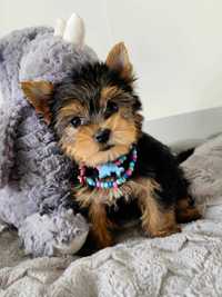 Mini Dziewczynka Yorkshire Terrier z Rodowodem