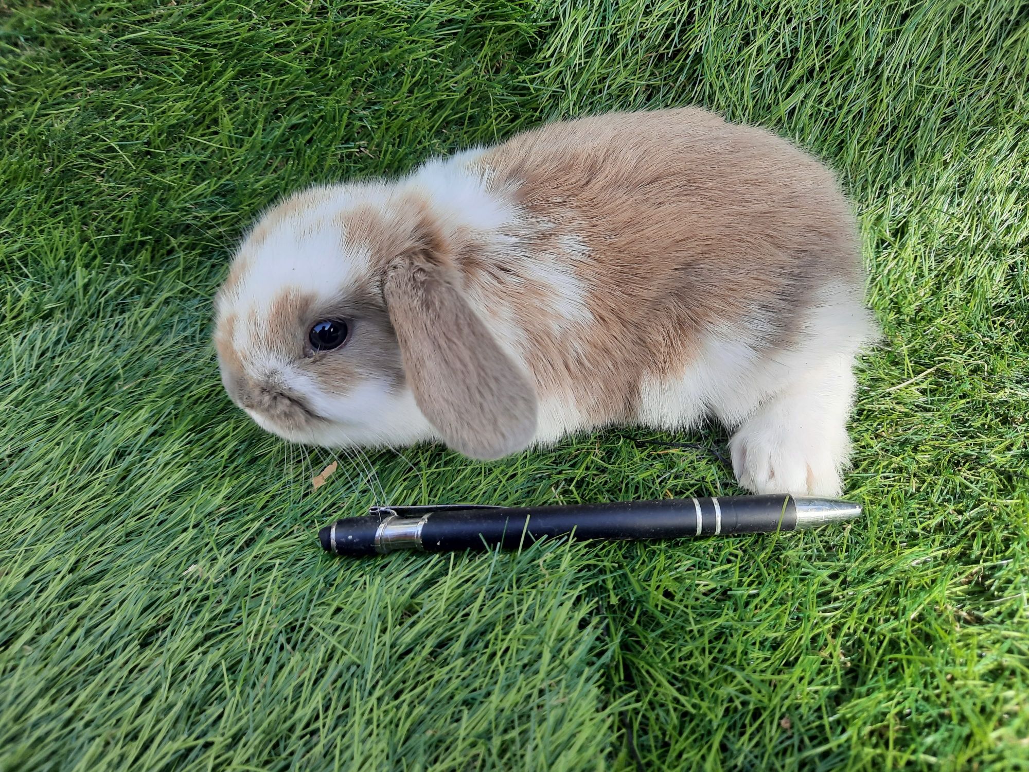 Kit Coelhos anões mini lop belier