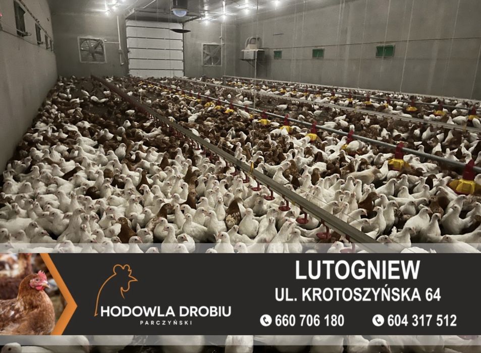 Kury Nioski Rosa, Leghorn, NovoGen Brown! MŁODE NIOSKI! ODCHOWALNIA!