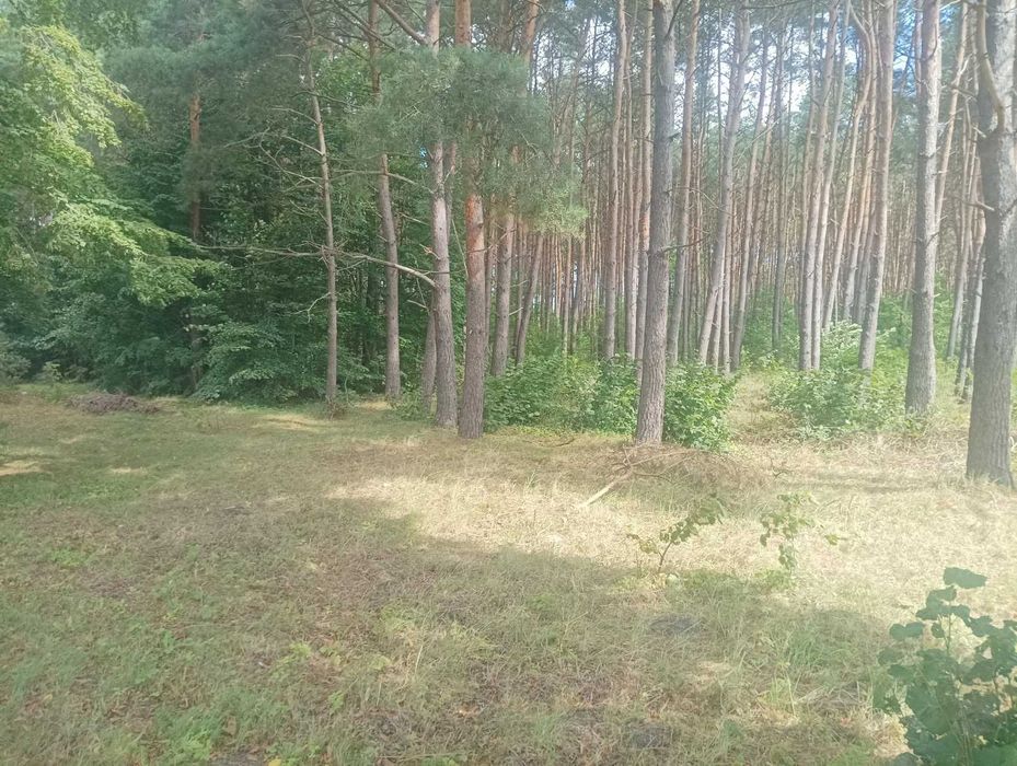 Działka budowlana uzbrojona z własnym lasem 2000 m2 Rościnno