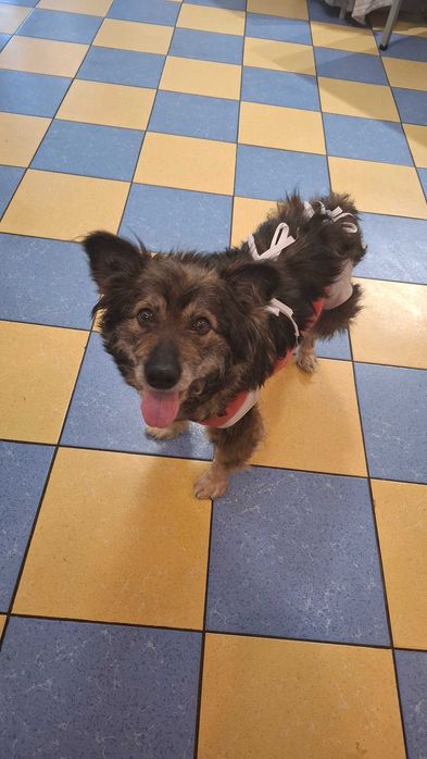Józia do adopcji