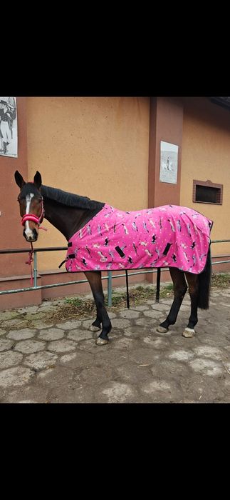 Wałach do towarzystwa