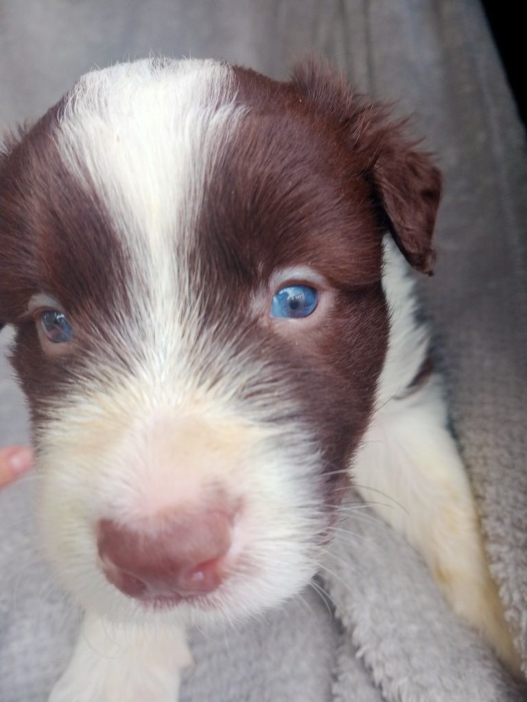 Śliczny piesek czekoladowy border collie