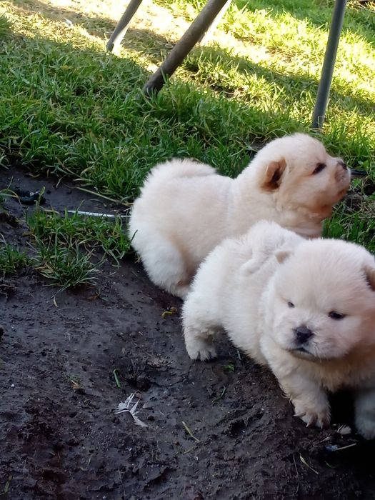 Chow Chow suczka Cream