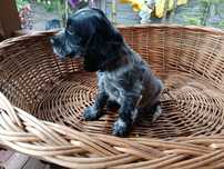 Cocker Spaniel angielski Piesek Rodowód