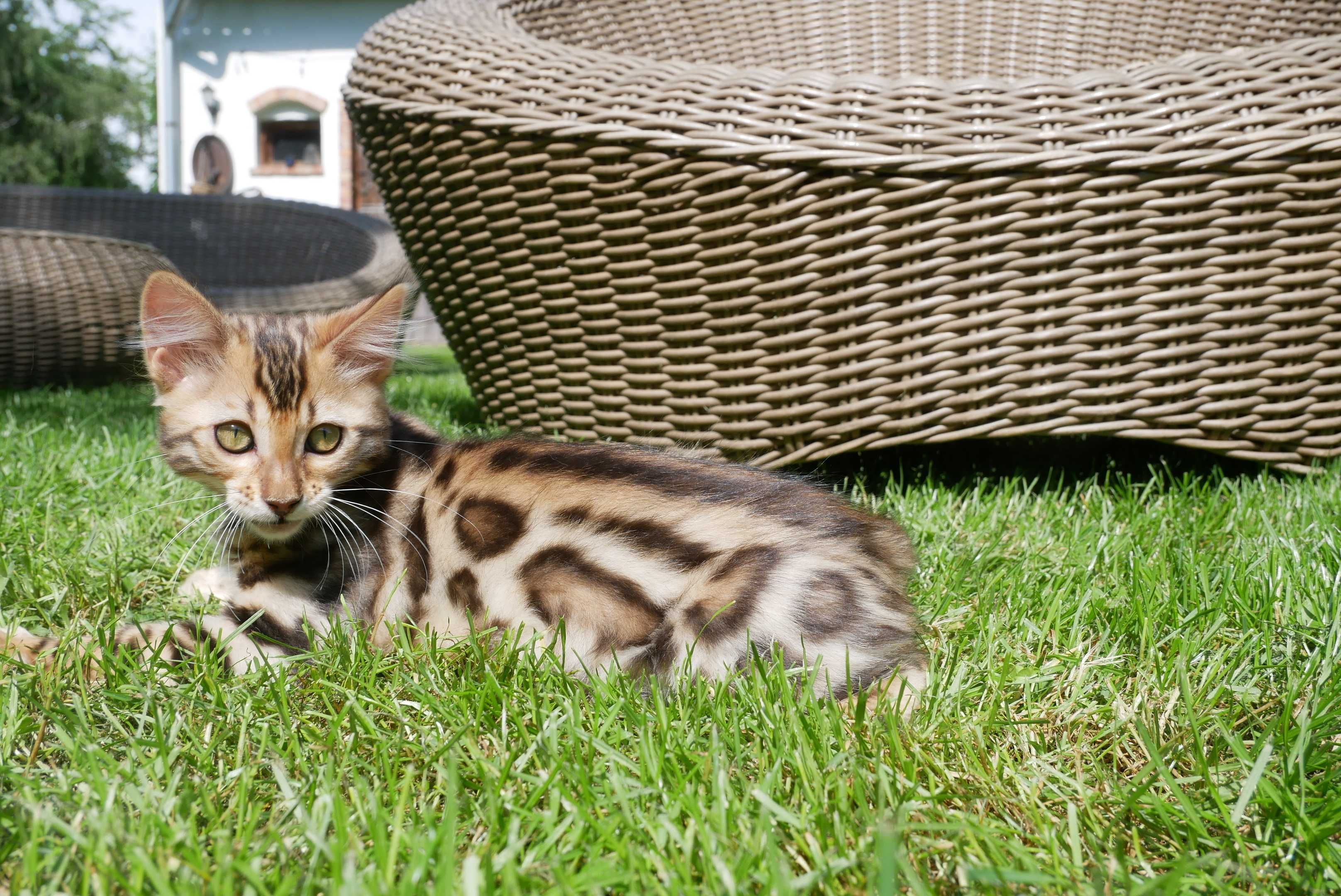 Magiczna kotka bengalska kaszmirowa