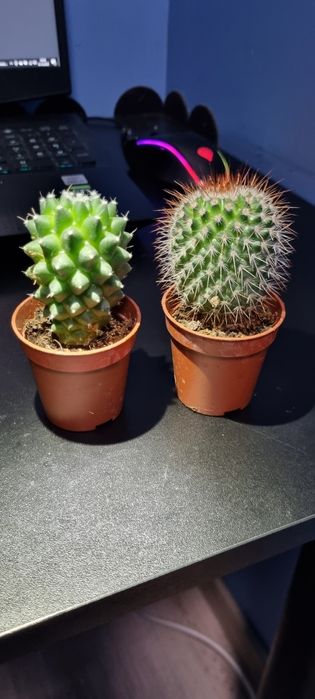 Kaktus dwie sztuki