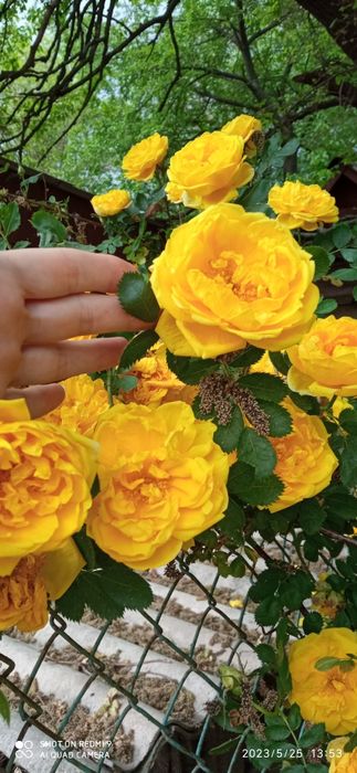 Английская вьющаяся роза Golden Rose