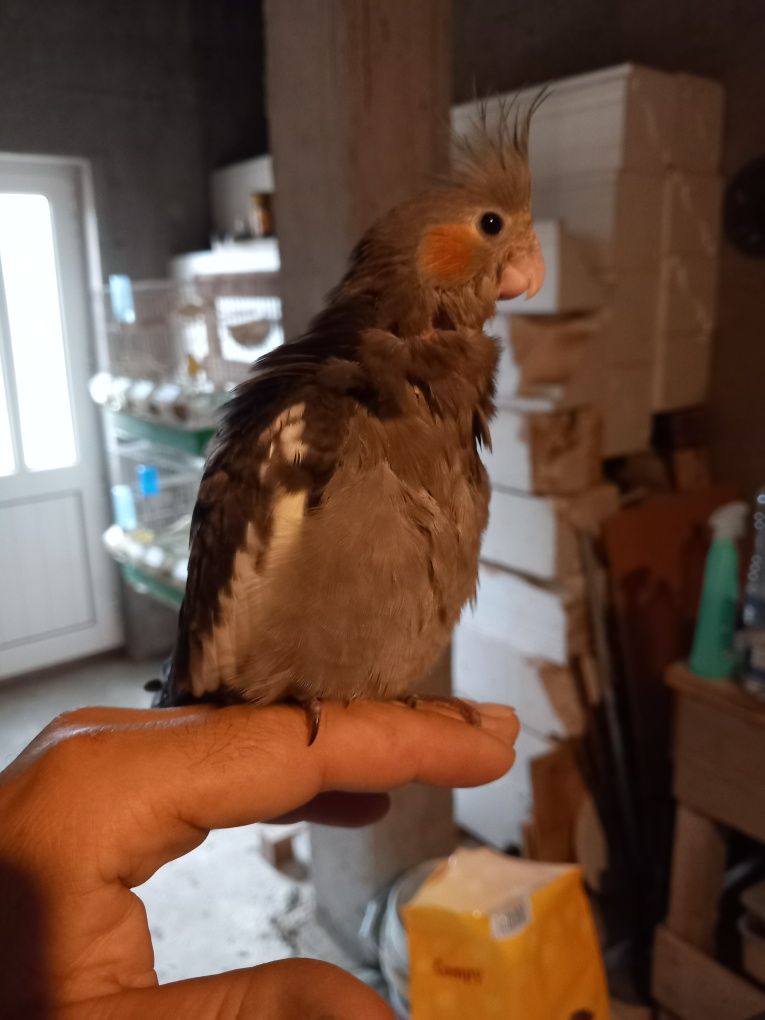 Caturra criada à mão