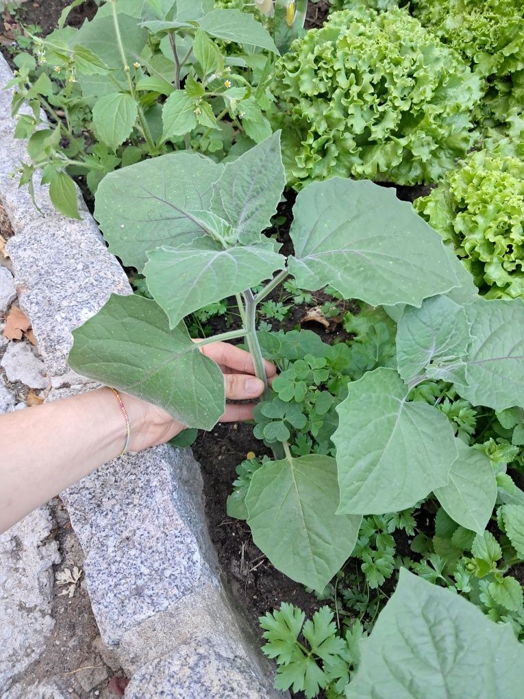 Mudas de plantas physalis / fisális