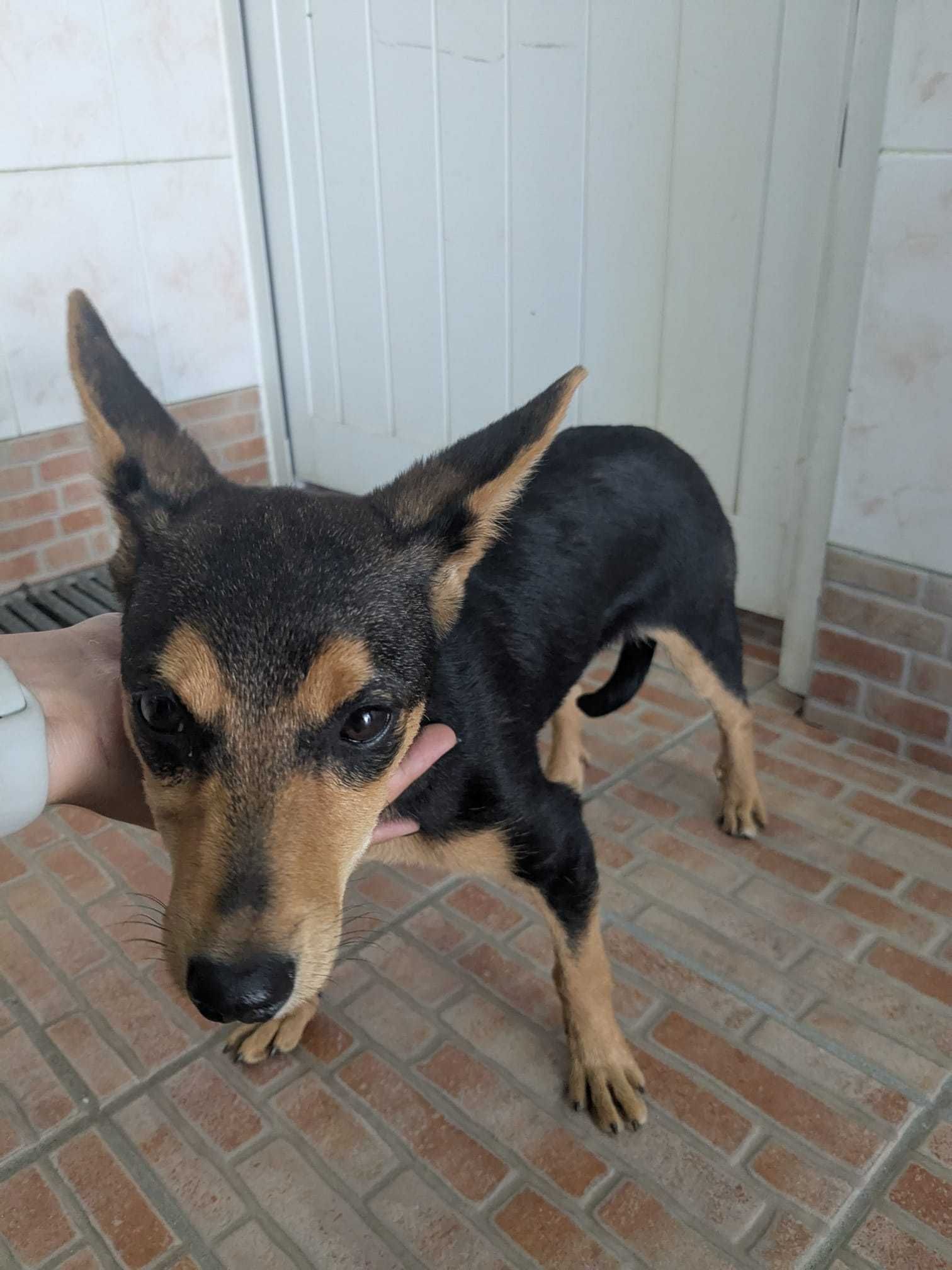 Cão bebé (aproximadamente 4 meses) macho