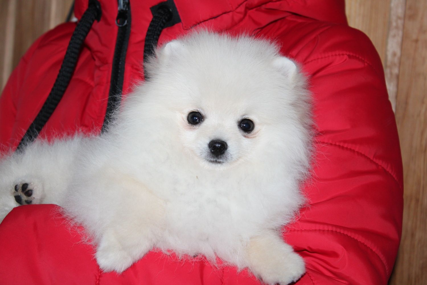 Pomeranian female FCI 4 months old! Померанський шпіц дівчинка крем!