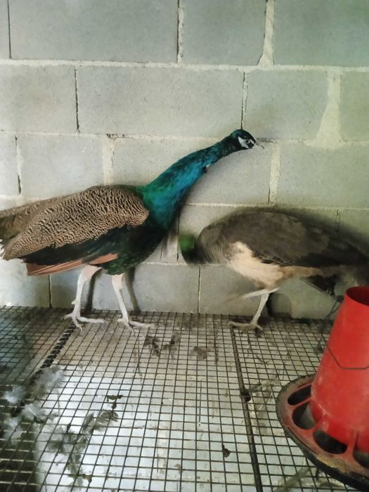 Pavões real azul para venda