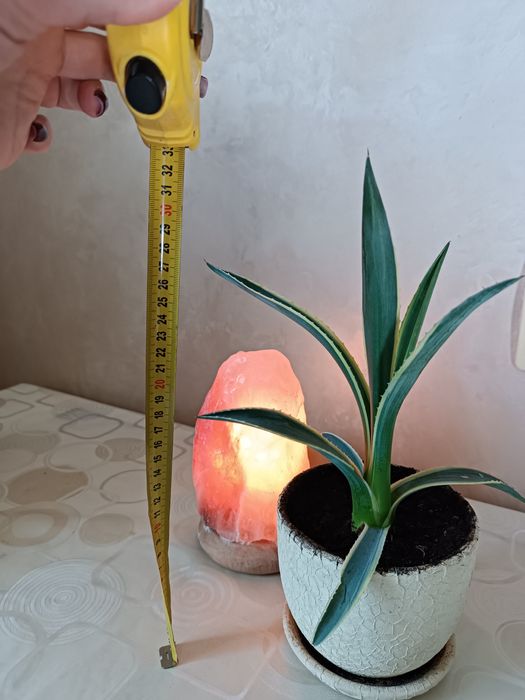 Агава американська