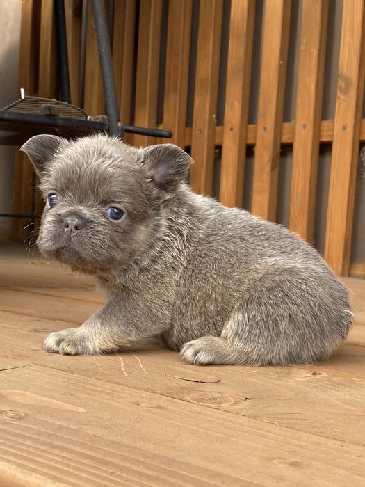 Цуцик Французького бульдога Флаффі