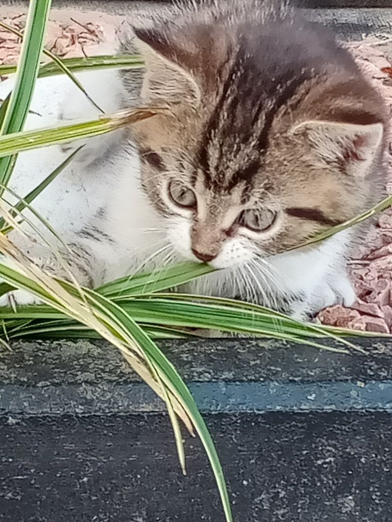 Oddam koty w dobre ręce