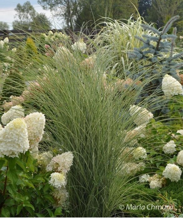 Miskant  morning light 5 szt