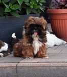 Piesek Shih-Tzu !!!