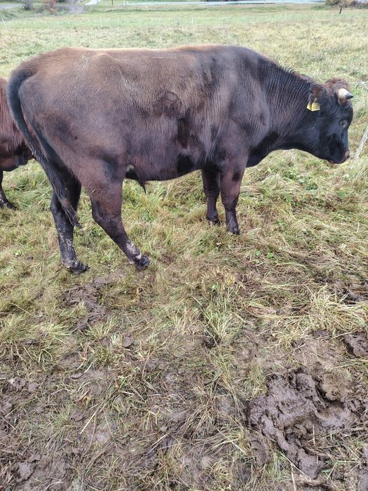 Byczek byk krowa z własnego gospodarstwa  byk krowa wypasany na lakach