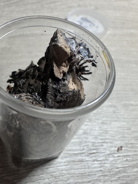 Typhochlaena seladonia  L2