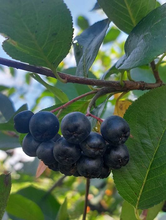 Aronia, sok 330ml, Beskidzkie zioła