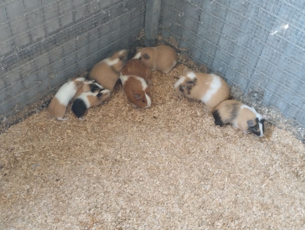 Vendo casais ou individuais