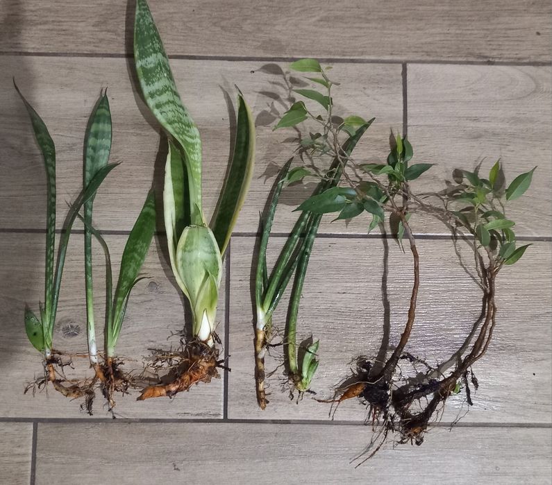 Sadzonki sansewieria