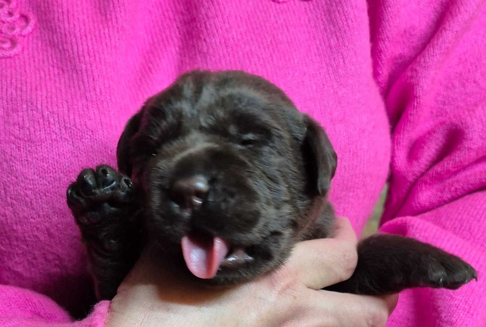 Labrador Retriever ZKwP/FCI- czekoladowa sunia