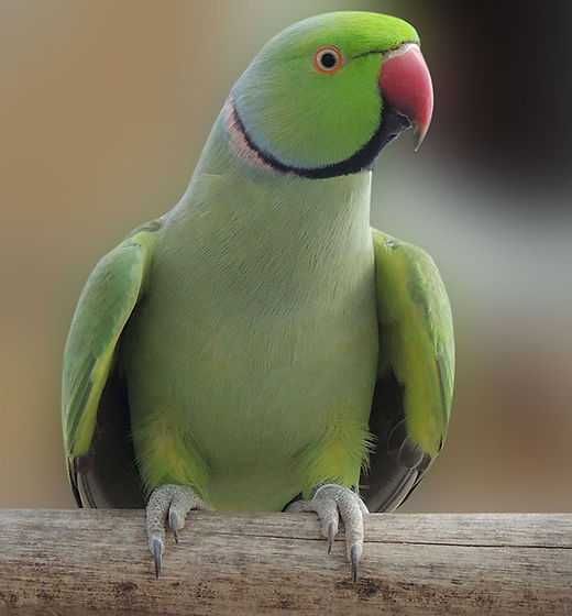 Rings necks verdes