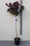 Perukowiec Royal Purple na Pniu 90 -120 cm Cena 100 zł