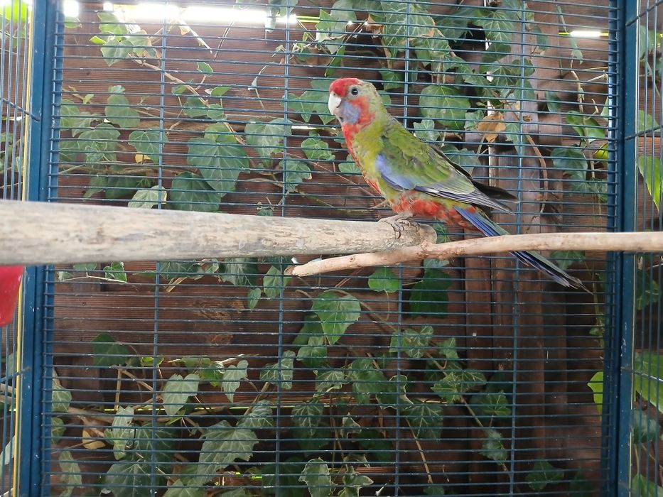 Zamienię młodego ptaka