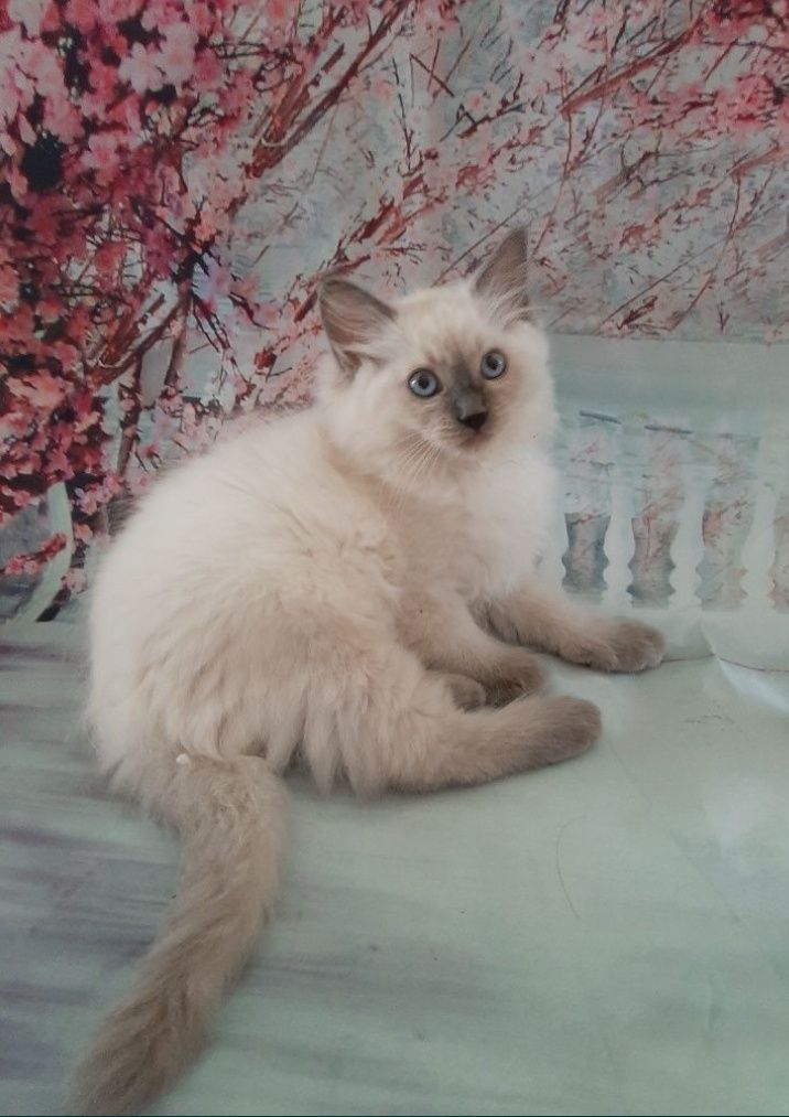 Ragdoll Felinoterapia Piękny Kot