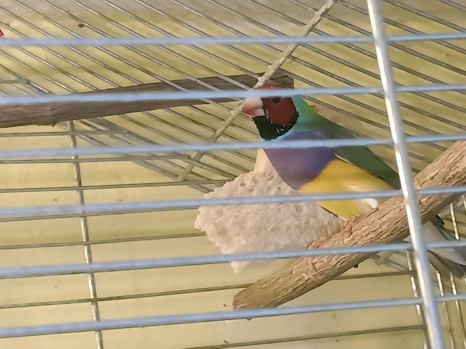 Amadyny wspaniałe 4 szt.